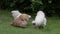 Two white chickens and an orange hen walk round each other in a circle