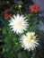 Two white chrysanthemums blooming in the grass.