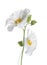 Two white cistus flowers on a white background