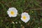 Two White Cistus Salvifolius flowers