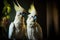 Two white cockatiel on a dark background. Close up.