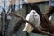 Two white cockatoos snuggling on tree branch