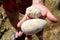 Two white coral pieces in a man hand