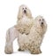 Two White Corded standard Poodles in front of white background