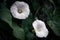 Two white creeper flowers with water drops. Spring and life