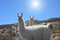 Two white cute llama looking at the camera.