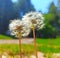 Two white dandelion growing together on a sunny day in spring season