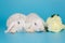 Two white decorative fold rabbits and flowers