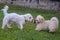 Two white dogs play in the garden