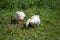 Two white domestic goose tweak grass on a green lawn, on a sunny summer day.