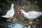 Two white domestic muscovy ducks