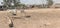 Two white donkeys search the village square in an African villag