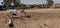 Two white donkeys search the village square in an African village for the sparse food