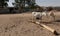 Two white donkeys search the village square in an African village for the sparse food