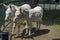 Two white donkeys walk outdoor in the summer park
