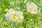 Two white double tulip closeup