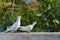 Two white dove walking on wall