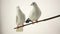 Two white doves