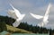 Two white doves flying