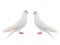 Two white doves isolated on a white