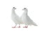 Two white doves isolated on a white