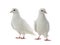 Two white doves isolated on a white