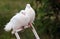 Two white doves perched on a cage door