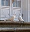 Two white doves sit on the steps