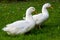 Two white ducks