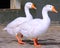 Two white ducks