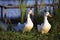 Two white ducks come to the shore of the pond