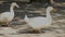 Two white ducks entering and leaving the frame