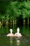 Two white ducks swim between green plants.