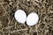 Two white eggs in brown paper shavings