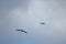 TWO WHITE EGRET BIRDS FLYING AGAINST OVERCAST SKY