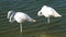 Two white flamingos in the water, a flamingo is a beautiful wading bird that lives in many parts of the world, including