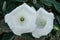 Two white flowers close-up. Datura innoxia, flower pattern. Inoxia with green leaves. Floral background. Plants in the garden.