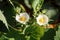 Two white flowers of Strawberry with a yellow heart and green leaves