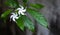 Two white flowers of Tabernaemontana divaricata or pinwheel flower