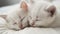Two white fluffy kittens sleeping side by side, leaning their muzzles against each other on a white blanket. Cute