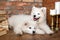 Two White fluffy Samoyed puppies dogs with book