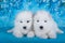 Two White fluffy small Samoyed puppies dogs are sitting on blue background with blue flowers