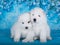 Two White fluffy small Samoyed puppies dogs are sitting on blue background with blue flowers