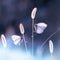 Two white fragile butterflies on a grass in a garden. Summer natural creative image. Square format.