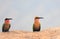 Two White Fronted Bee Eaters perched on the edge of a sandbank on the Luangwa River, Zambia, Southern Africa,