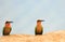 Two White-Fronted Bee-Eaters perched on the edge of a sandbank in south luangwa