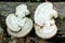 Two white fungus on dead log