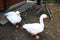 Two white geese. Also known as domestic goose used for poultry or eggs