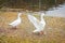 Two white geese on autumn lawn next to pond in selective fcous