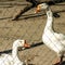 Two white geese behind the metal fence on a summer sunny day. For instagram format. Square.